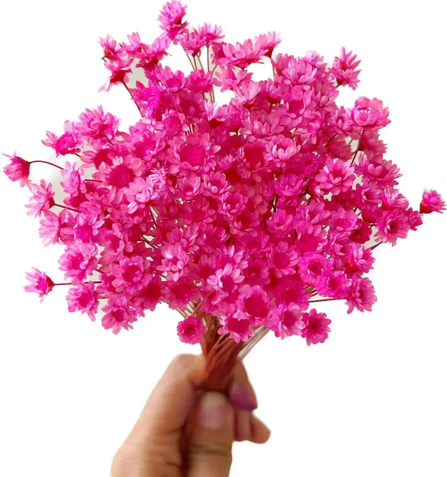 Dried Star Daisy Bouquet - Natural Floral Decor | sitezone test 02