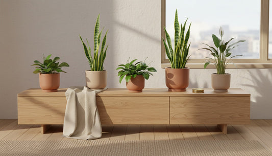 Featured image for: Listicle: 5 Air-Purifying Plants That Fit Your (Nordic) Aesthetic and Budget