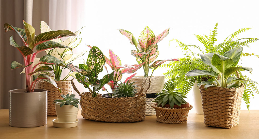 Top 10 Beautiful and Easy to Care Home Plants for 2025