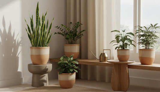 Featured image for: Sustainability Myth-Busting: The Best House Plants for Climate Control That Won't Waste Water