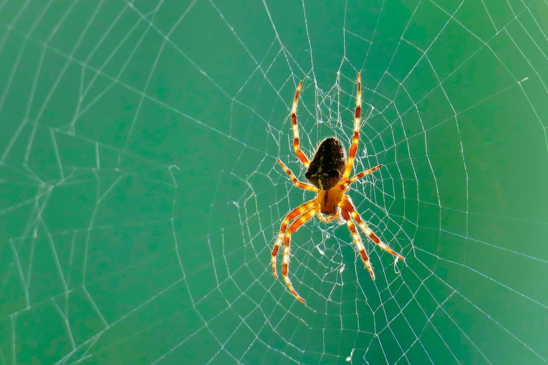 Natural Ways to Keep Spiders Out of Your House in 2025