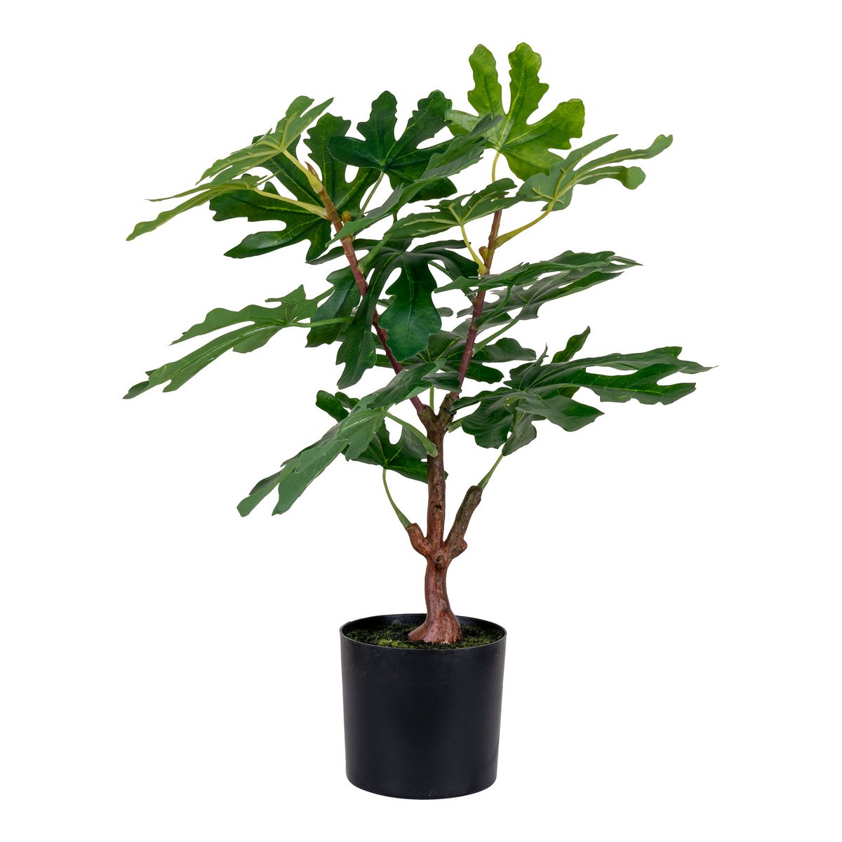 Fig Tree - Green, PE Plastic, H:60 cm