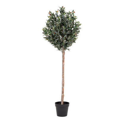 Olive Tree - Green, PE Plastic/Polyester, 58x58x150 cm