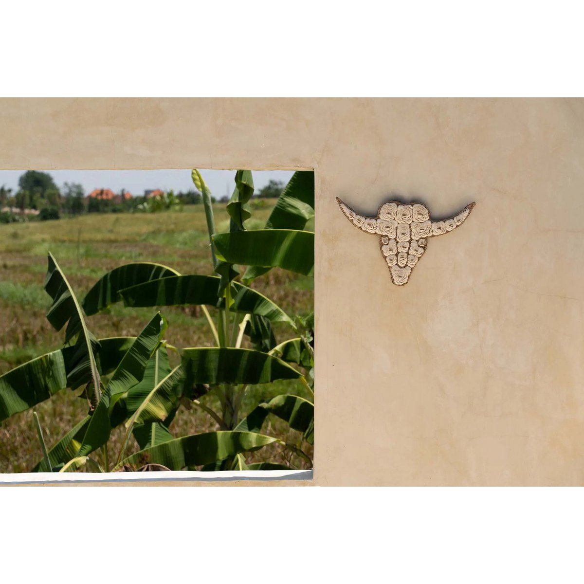 El Toro de Concha - Blanco