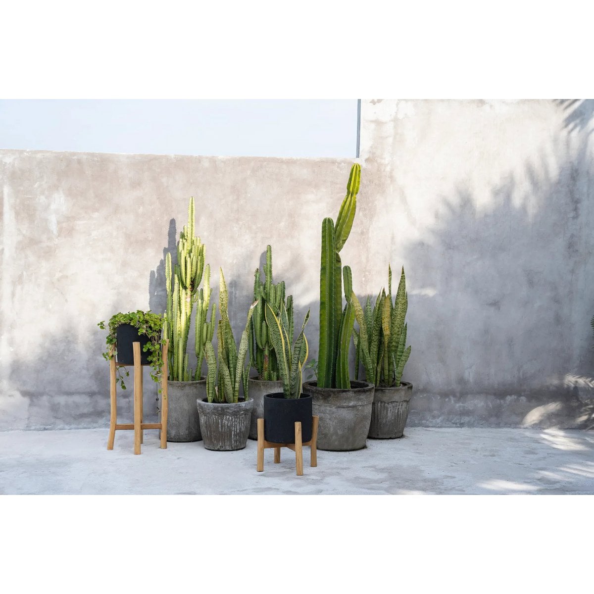 Terracotta Plant Pot - Black Teak Planter for Dry Flowers, Small