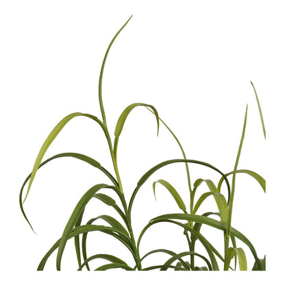 Grass Plant, green, H:68 cm