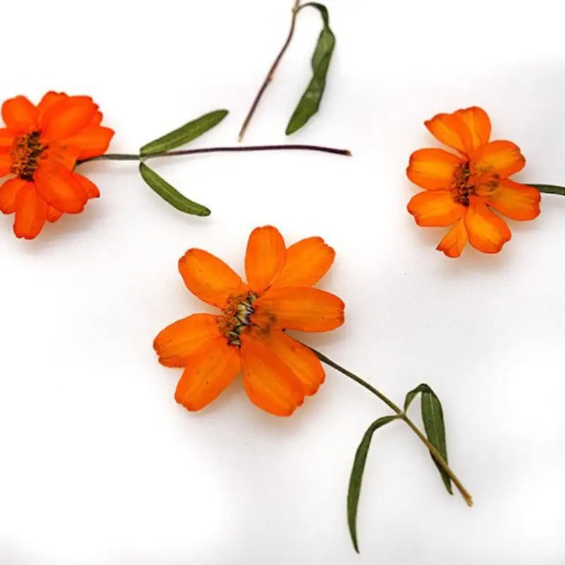 Orange Zinnia Dried Flowers - Resin Art & DIY Crafts | sitezone test 02