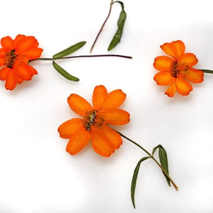Orange Zinnia Dried Flowers - Resin Art & DIY Crafts | sitezone test 02