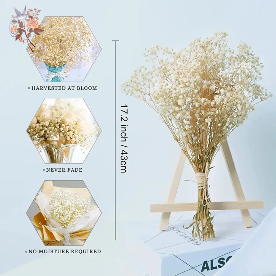 Dried Baby's Breath Bouquet - Natural Gypsophila for Décor
