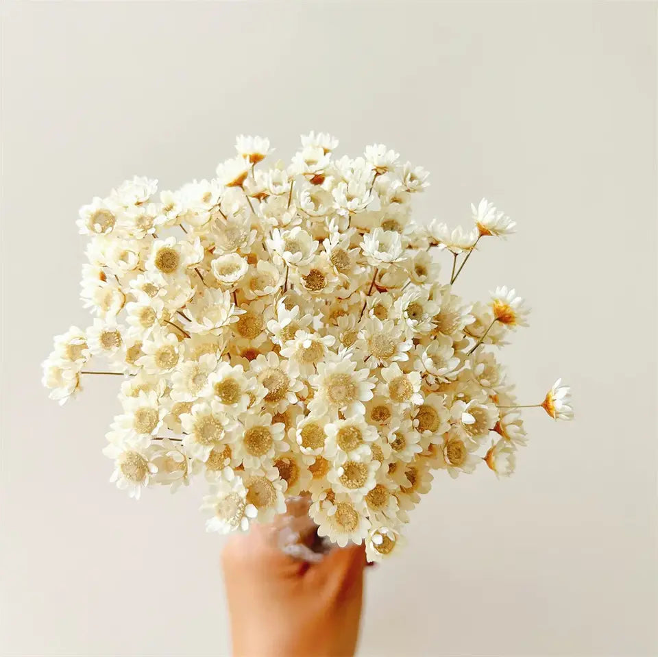 Dried Star Daisy Bouquet - Natural Floral Decor | sitezone test 02