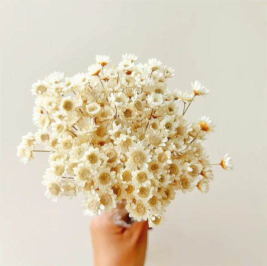 Dried Star Daisy Bouquet - Natural Floral Decor | sitezone test 02