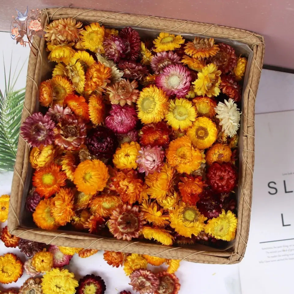 Dried Daisy Flowers - Natural Decor for Crafts & Events | sitezone test 02