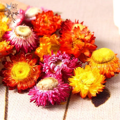 Dried Daisy Flowers - Natural Decor for Crafts & Events | sitezone test 02