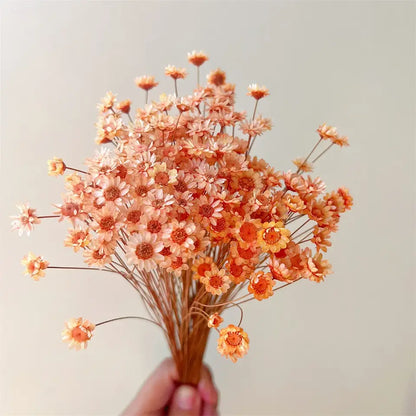 Dried Star Daisy Bouquet - Natural Floral Decor | sitezone test 02