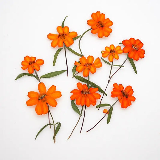 Orange Zinnia Dried Flowers - Resin Art & DIY Crafts | sitezone test 02