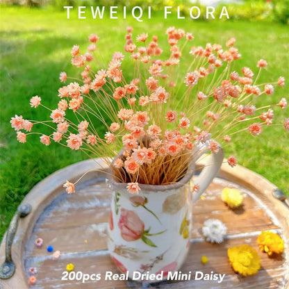 Dried Star Daisy Bouquet - Natural Floral Decor | sitezone test 02