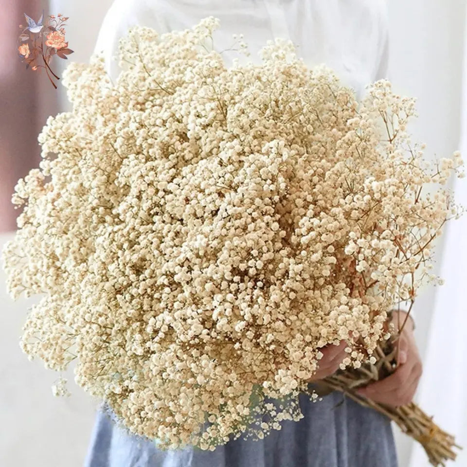 Dried Baby's Breath Bouquet - Natural Gypsophila for Décor