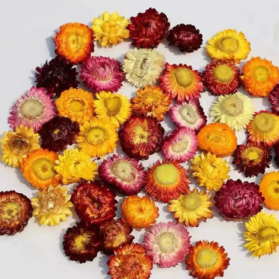 Dried Daisy Flowers - Natural Decor for Crafts & Events | sitezone test 02