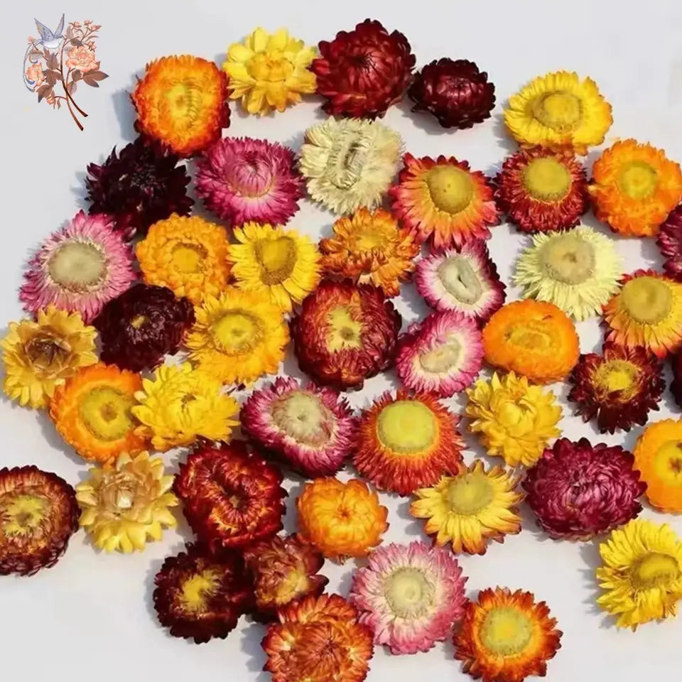 Dried Daisy Flowers - Natural Decor for Crafts & Events | sitezone test 02