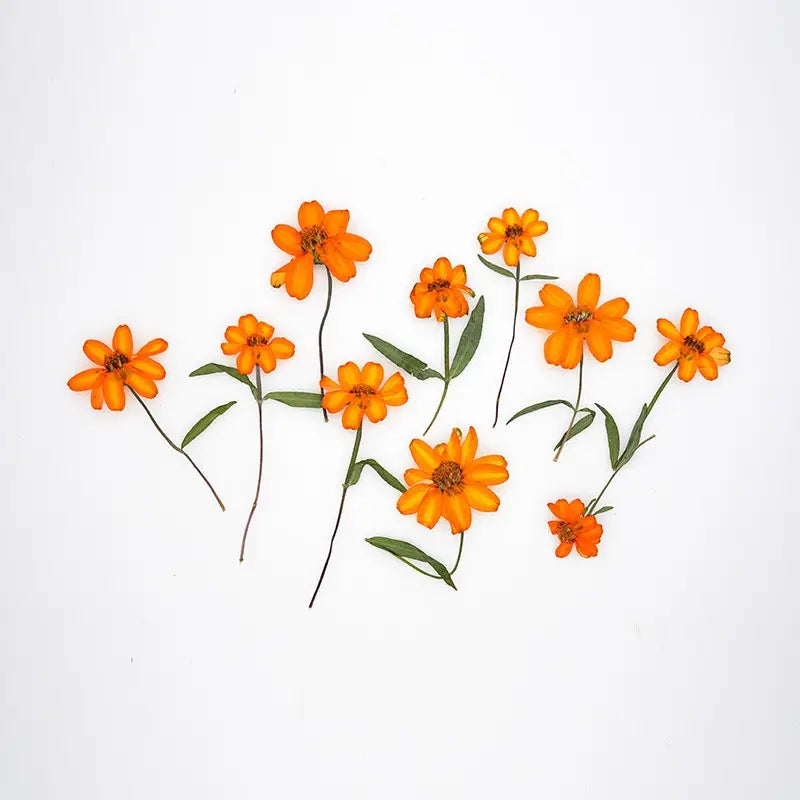 Orange Zinnia Dried Flowers - Resin Art & DIY Crafts | sitezone test 02