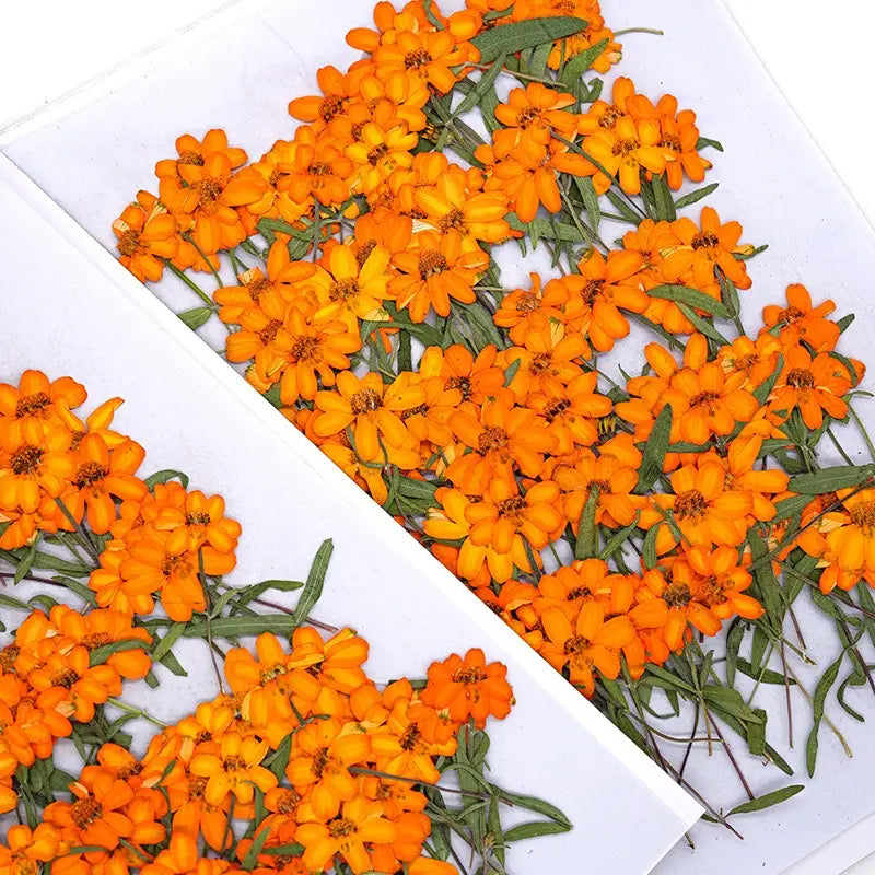 Orange Zinnia Dried Flowers - Resin Art & DIY Crafts | sitezone test 02