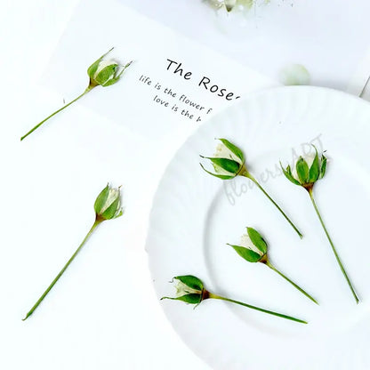 Pressed Rose Buds - DIY Craft Flowers | Sitezone Test 02