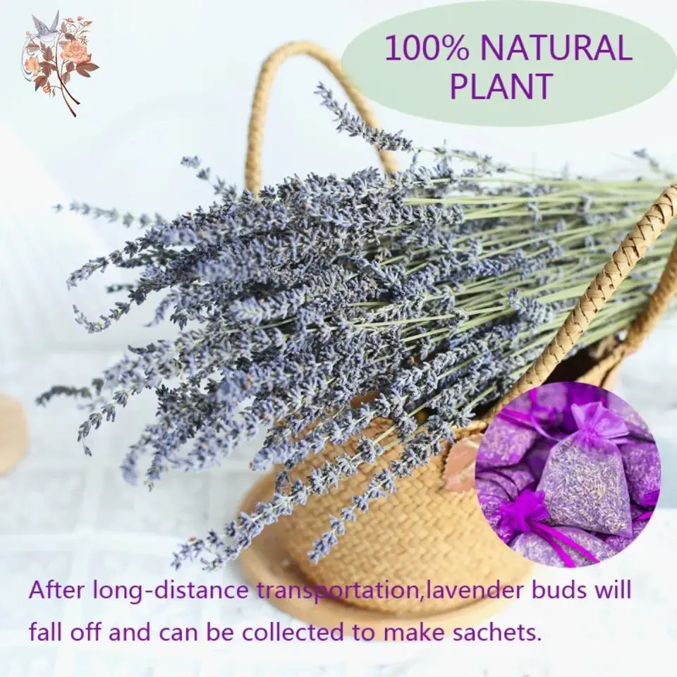 Dried Lavender Bundles - Natural Home Decor & Aromatherapy