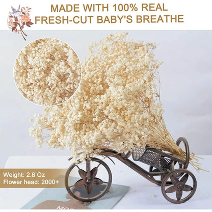Dried Baby's Breath Bouquet - Natural Gypsophila for Décor