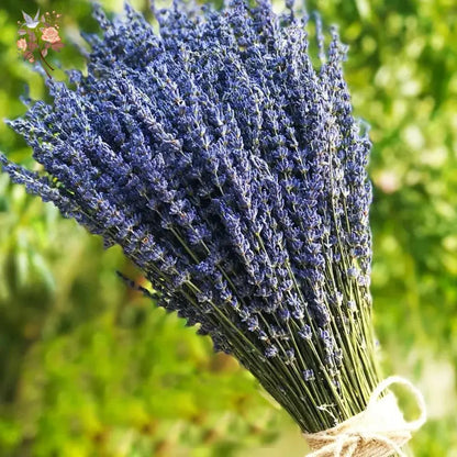 Dried Lavender Bundles - Natural Home Decor & Aromatherapy