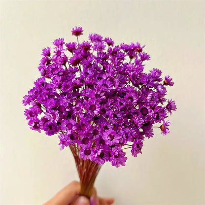 Dried Star Daisy Bouquet - Natural Floral Decor | sitezone test 02