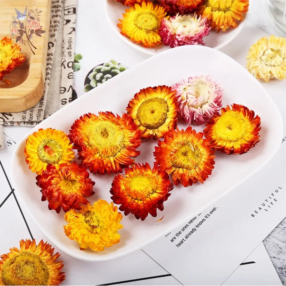 Dried Daisy Flowers - Natural Decor for Crafts & Events | sitezone test 02
