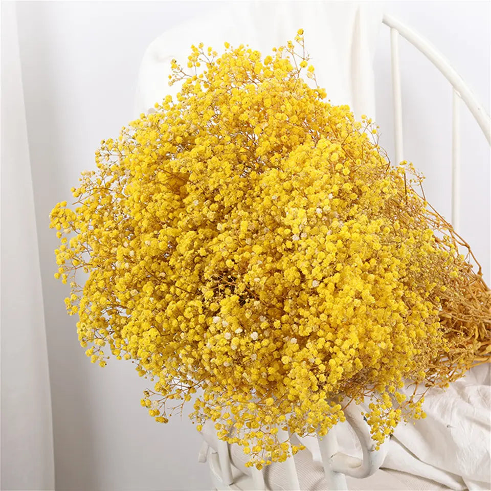 Dried Baby's Breath Bouquet - Natural Gypsophila for Décor