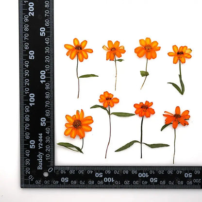Orange Zinnia Dried Flowers - Resin Art & DIY Crafts | sitezone test 02