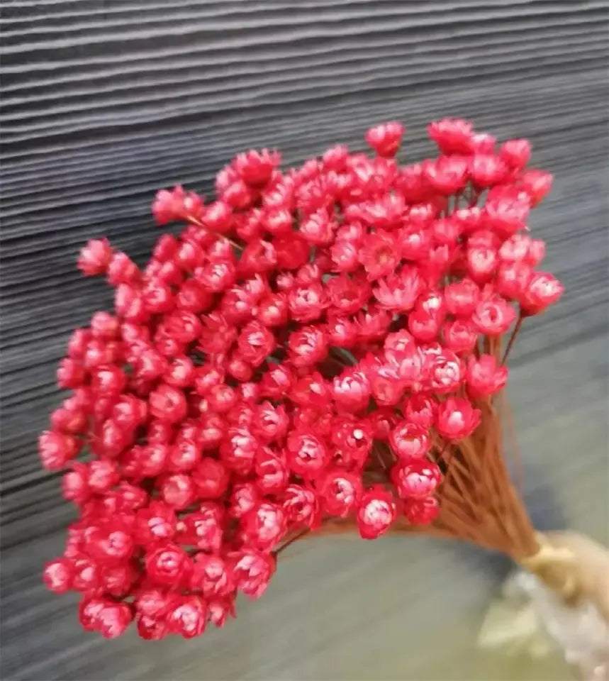 Dried Star Daisy Bouquet - Natural Floral Decor | sitezone test 02