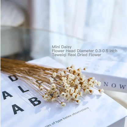 Dried Star Daisy Bouquet - Natural Floral Decor | sitezone test 02