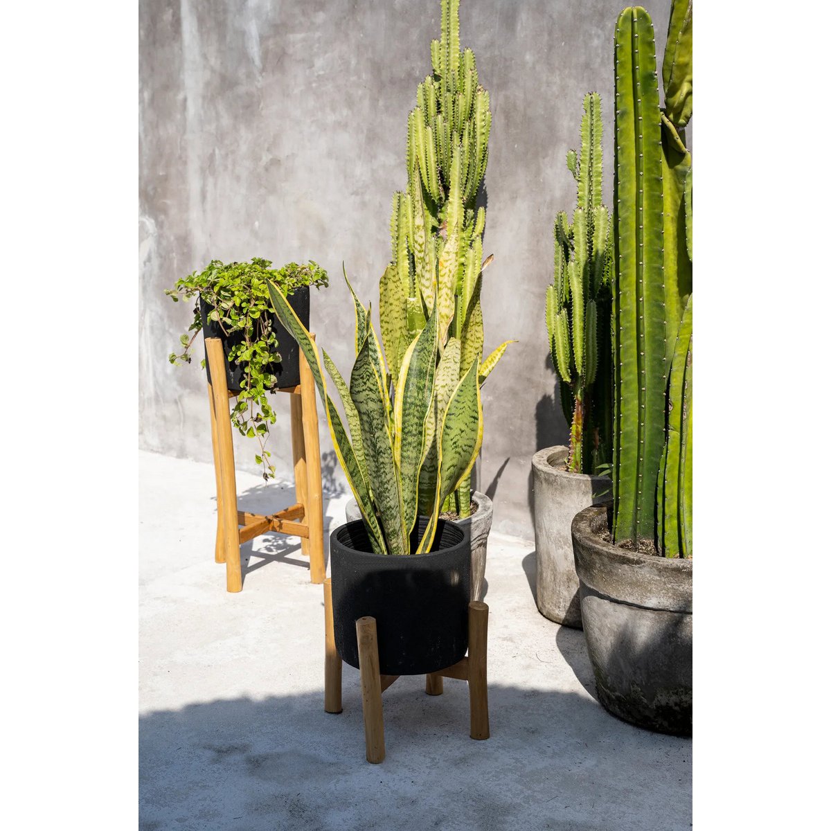 Terracotta Plant Pot - Black Teak Planter for Dry Flowers, Small