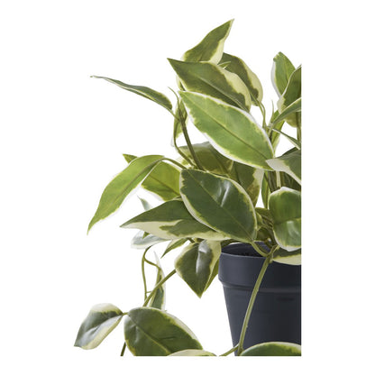 Artificial Hoya Carnosa Plant – 33cm Realistic Greenery
