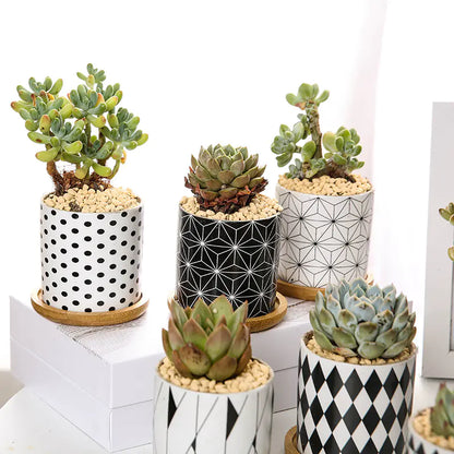 Geometric Ceramic Succulent Planter - Nordic Style - JUGLANA